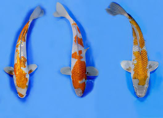 Ochiba Grade A Koi Carp Cyprinus Carpio - Real Aquatics