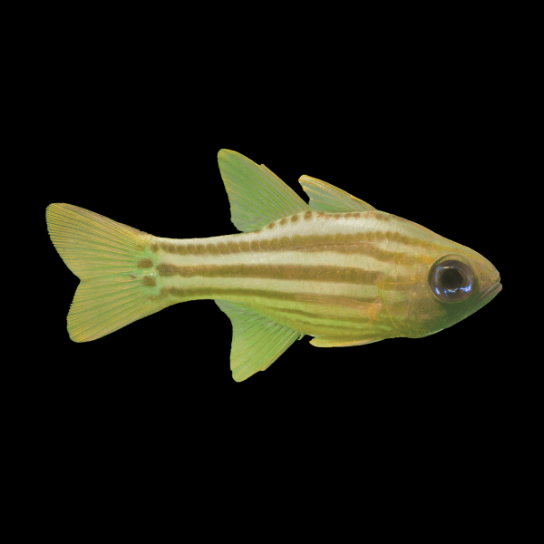 Ochre Stripe Cardinal Ostorhinchus Compressus - Real Aquatics