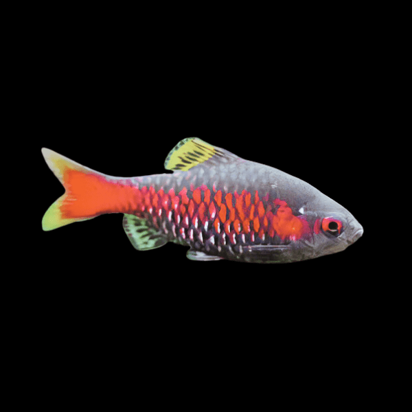 Odessa Barb Pethia Padamya 4cm - Real Aquatics