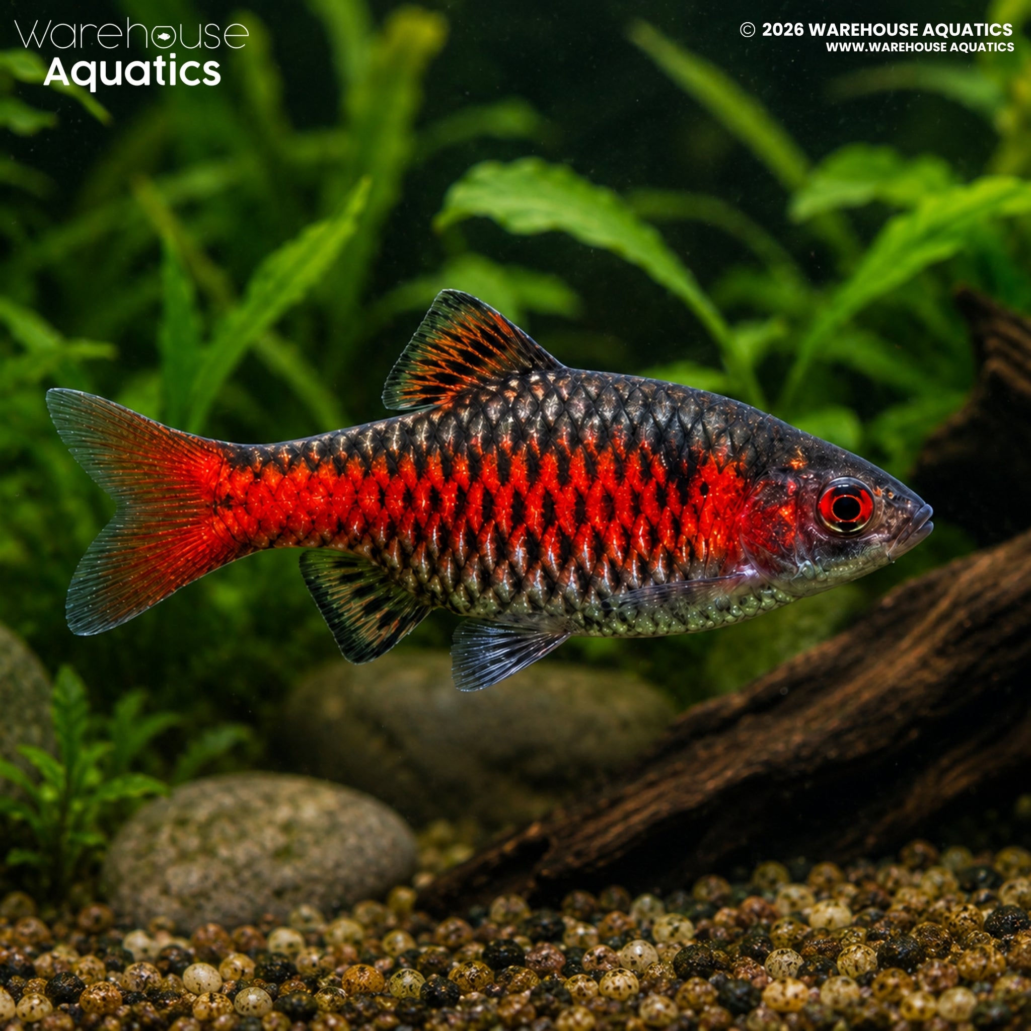Odessa Barb (Pethia padamya)