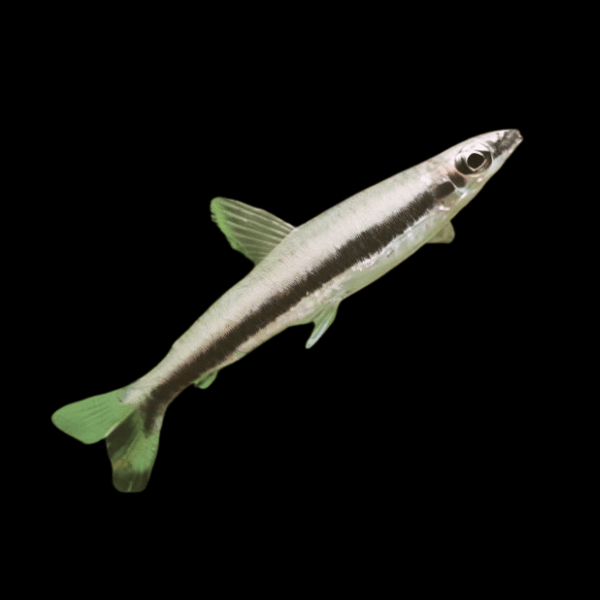 One Lined Pencil Fish Nannostomus Unifasciatus 3cm - Real Aquatics