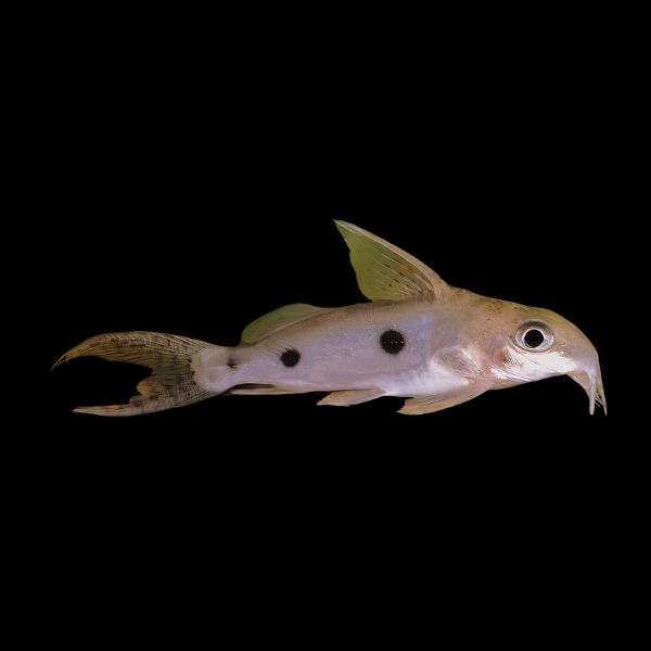 One Spot Squeaker Catfish Synodontis Notatus 5cm - Real Aquatics