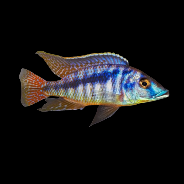 Onze Cichlid Mylochromis Laterstriga - 5cm - Real Aquatics