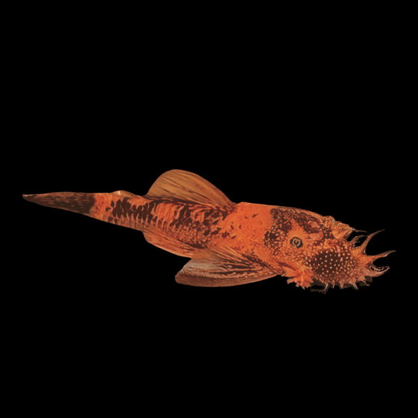 Orange & Black Bristlenose Pleco Ancistrus 3cm - Real Aquatics