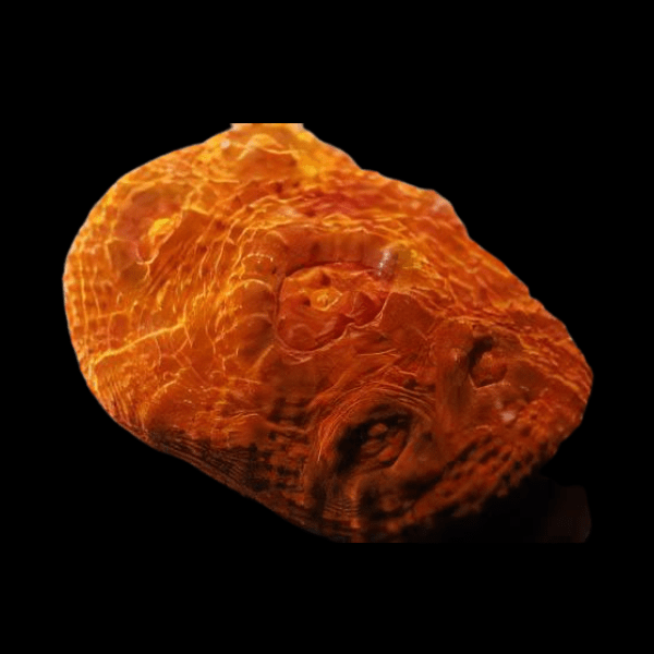 Orange Challice Hard Coral Frag Echinophylia Sp - Real Aquatics