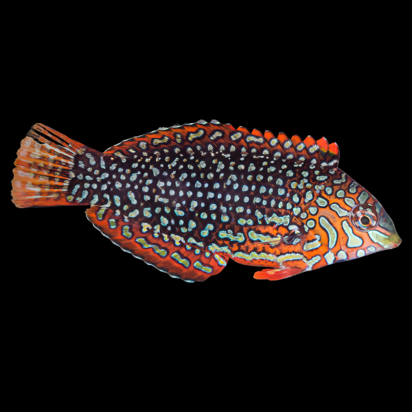 Orange Checkerboard Wrasse Macropharyngodon Ornatus - Real Aquatics