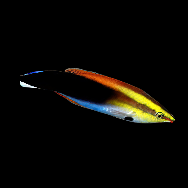 Orange Cleaner Wrasse Labroides Pectoralis - Real Aquatics