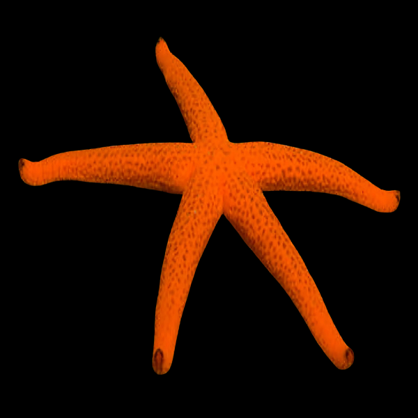 Orange Finger Starfish Echinaster Sepositus - Real Aquatics
