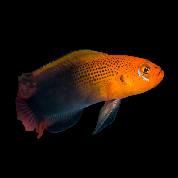 Orange Head Basslet Pseudochromis Steenei - Real Aquatics