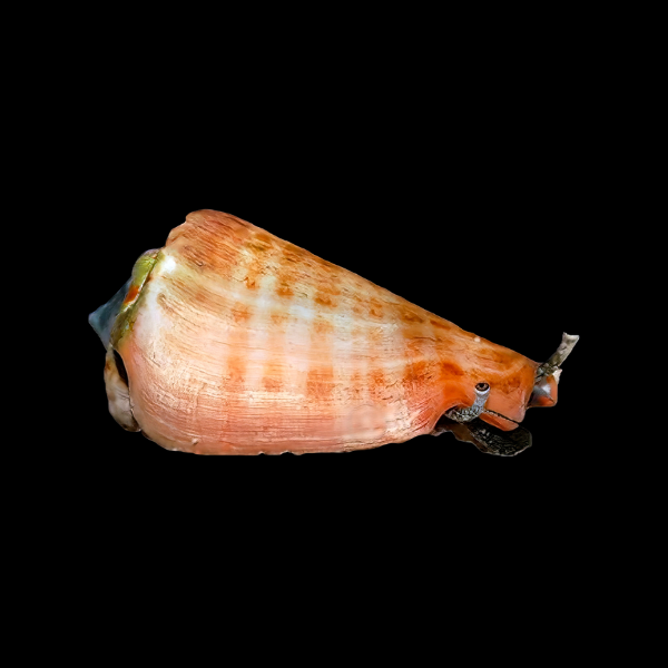 Orange Lip Conch Snail Strombus Luhuanus - Real Aquatics