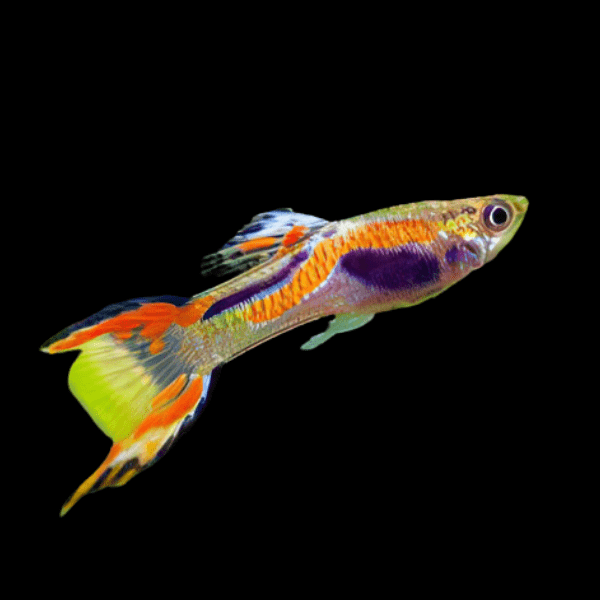 Orange Male Endler Guppy Fish Poecilia Wingei 3cm - Real Aquatics