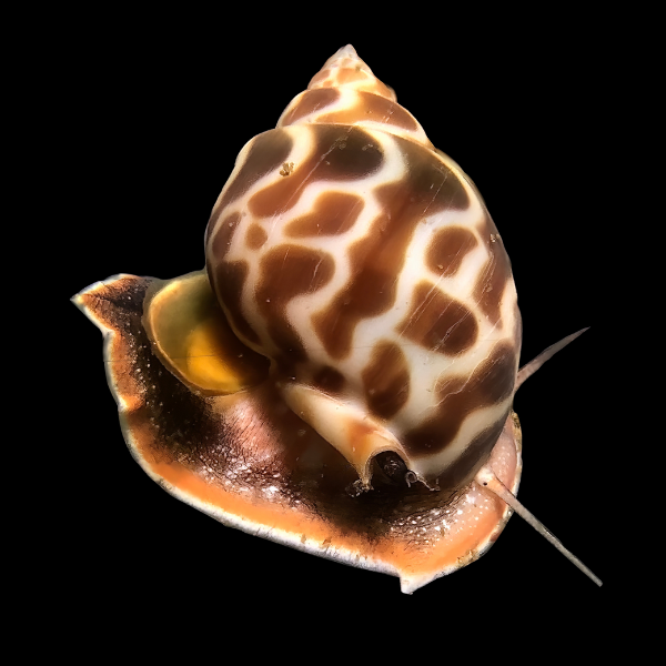 Orange Marble Snail Babylonia Formosae - Real Aquatics