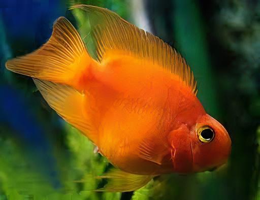 Orange Baby Parrot Fish Hybrid Amphilophus citrinellus Vieja melanurus 3cm