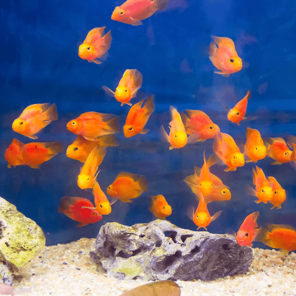 Orange Parrot Fish Hybrid Amphilophus citrinellus Vieja melanurus 5cm - Real Aquatics