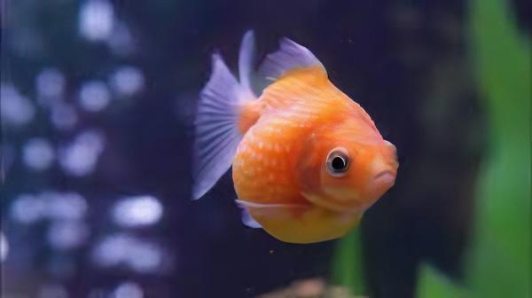 Orange Pearlscale Goldfish Carassius Auratus - Real Aquatics