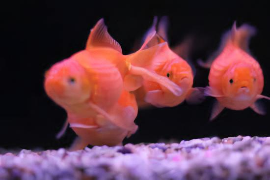 Orange Pearlscale Goldfish Carassius Auratus - Real Aquatics