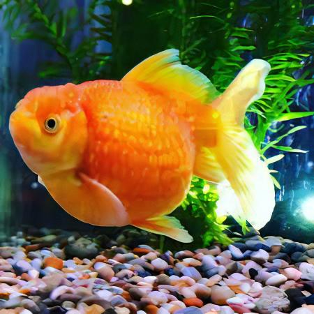 Orange Pearlscale Goldfish Carassius Auratus - Real Aquatics
