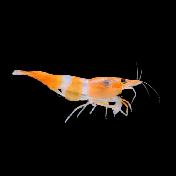 Orange Rili Shrimp Neocaridina 2cm - Real Aquatics
