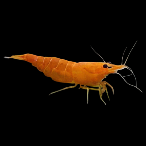 Sunkist Sakura Shrimp Neocaridina Heteropda 2cm - Real Aquatics