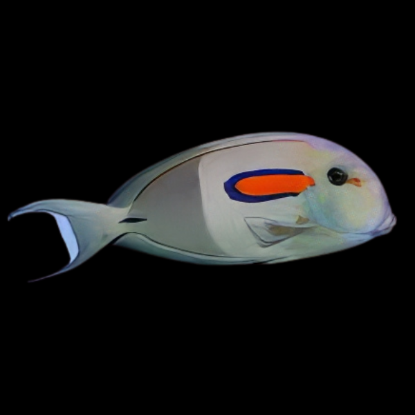 Orange Shoulder Tang Acanthurus Olivaceus - Real Aquatics