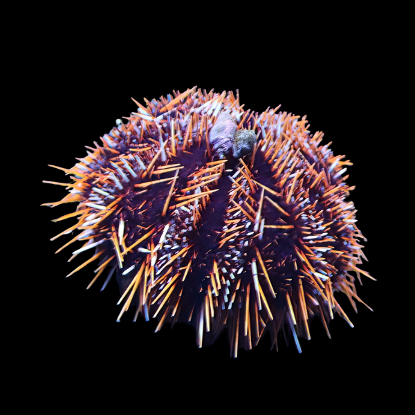 Orange Spine Sea Urchin Tripneustes Gratilla - Real Aquatics