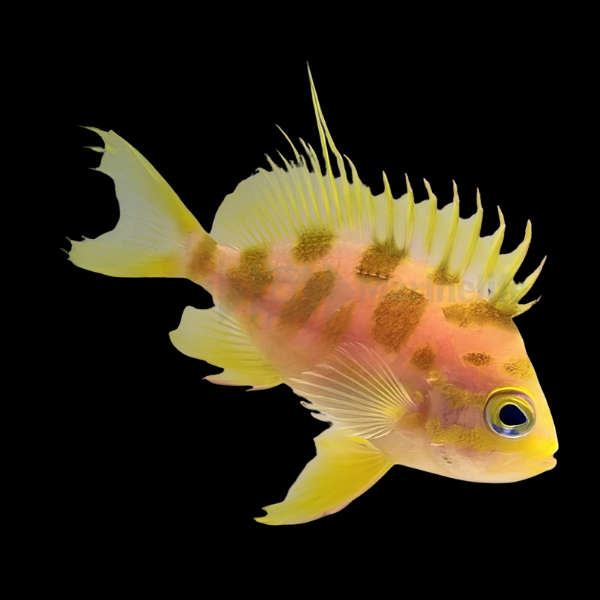 Orange Spot Anthias Odontanthias Borbonius - Real Aquatics