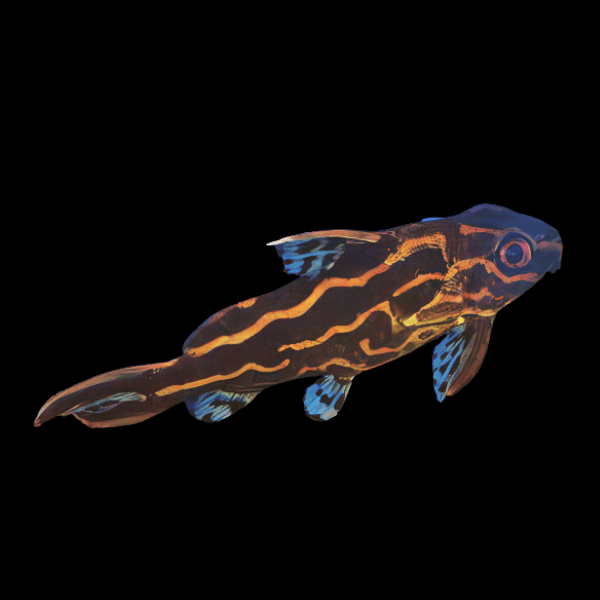 Orange Striped Pyjama Catfish Synodontis Flavitaeniatus 5cm - Real Aquatics