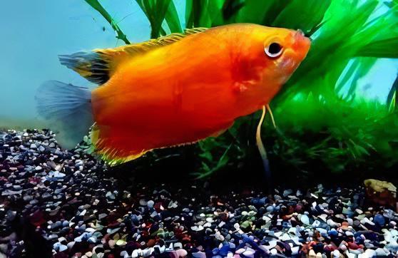 Orange Thick Lip Gourami Trichogaster Labiosa 5cm - Real Aquatics