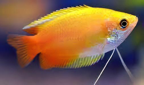 Orange Thick Lip Gourami Trichogaster Labiosa 5cm - Real Aquatics