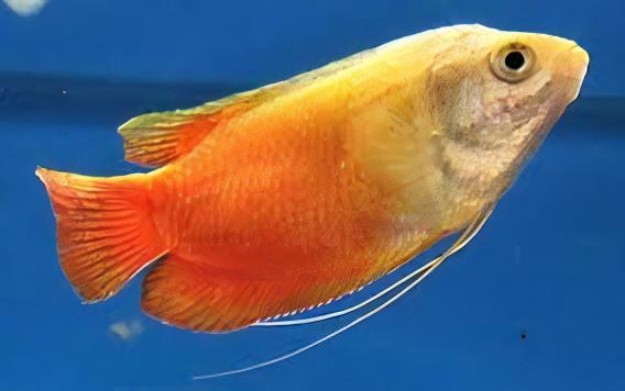 Orange Thick Lip Gourami Trichogaster Labiosa 5cm - Real Aquatics