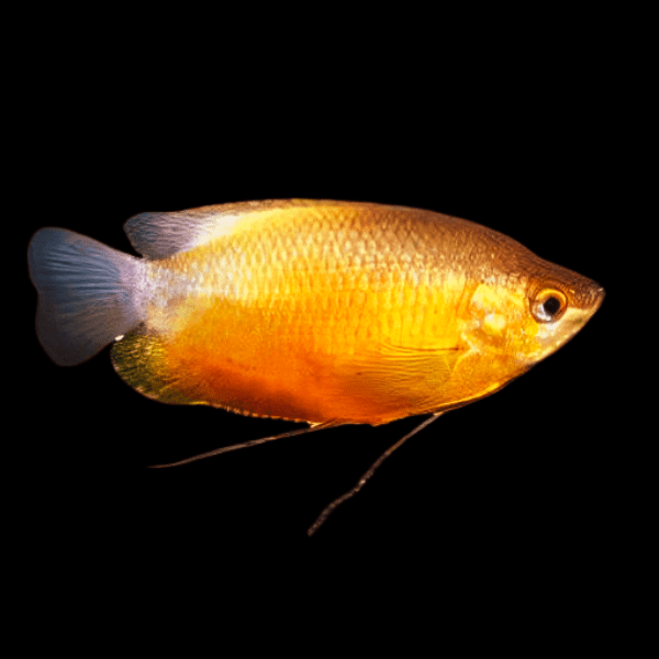 Orange Thick Lip Gourami Trichogaster Labiosa 5cm - Real Aquatics