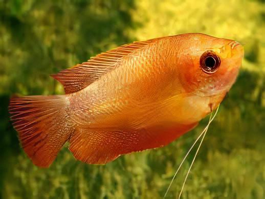 Orange Thick Lip Gourami Trichogaster Labiosa 5cm - Real Aquatics