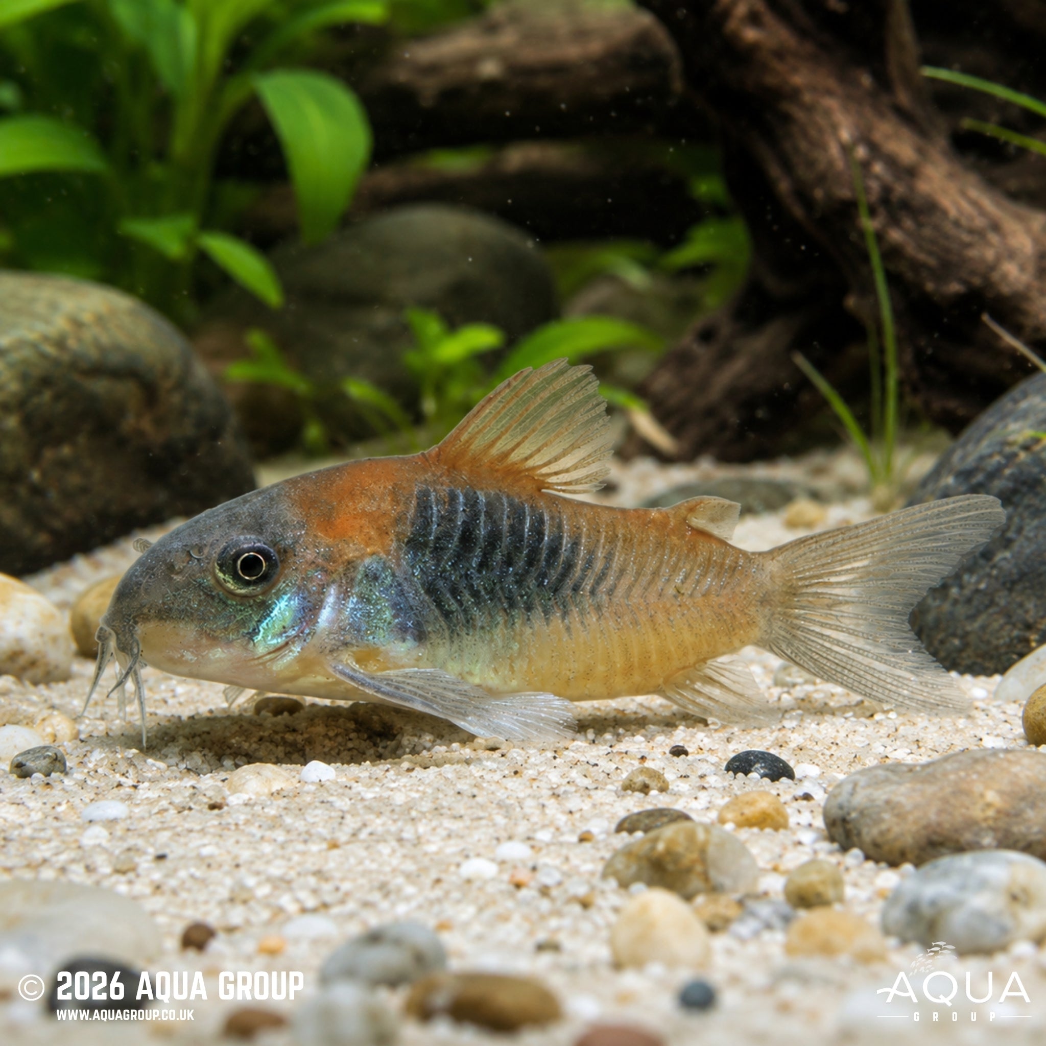 Orange Venezuelan Cory (Osteogaster venezuelanus)
