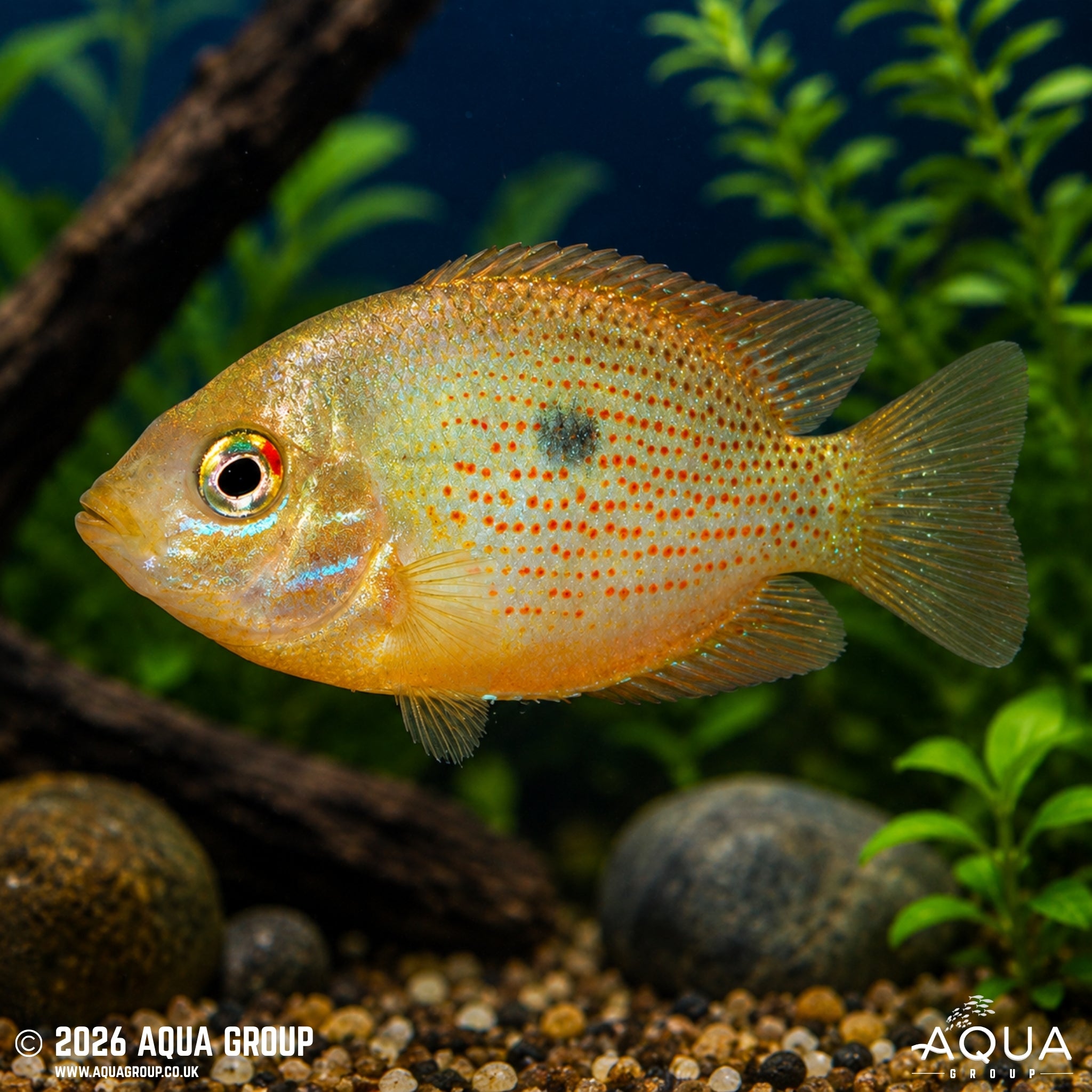 Orange Chromide Cichlid (Etroplus maculatus)