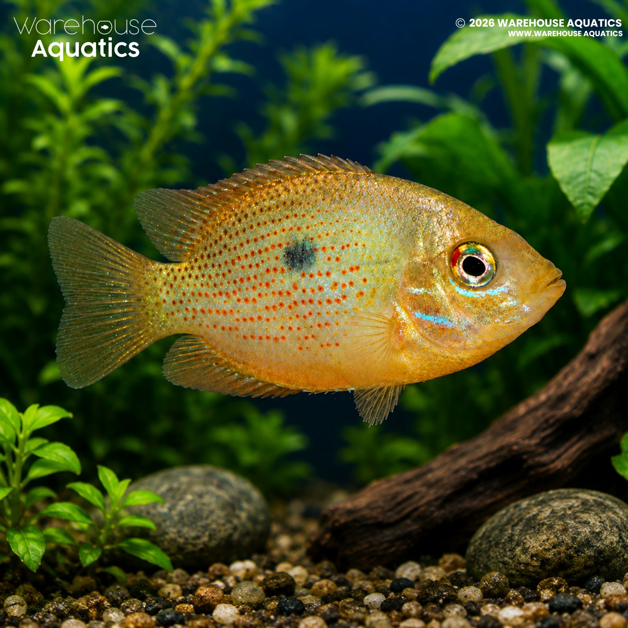 Orange Chromide Cichlid (Etroplus maculatus)