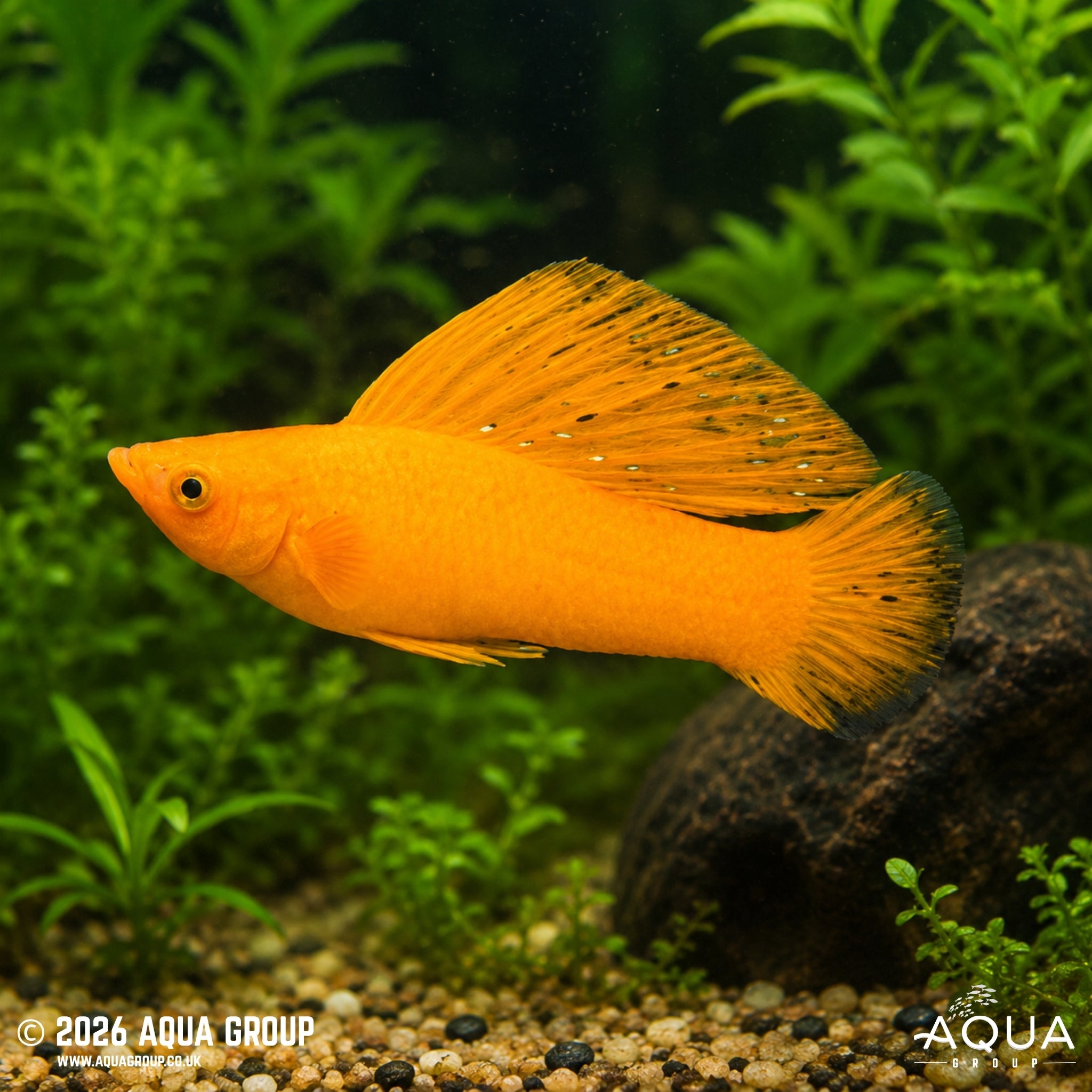 Orange Sailfin Molly (Poecilia latipinna)
