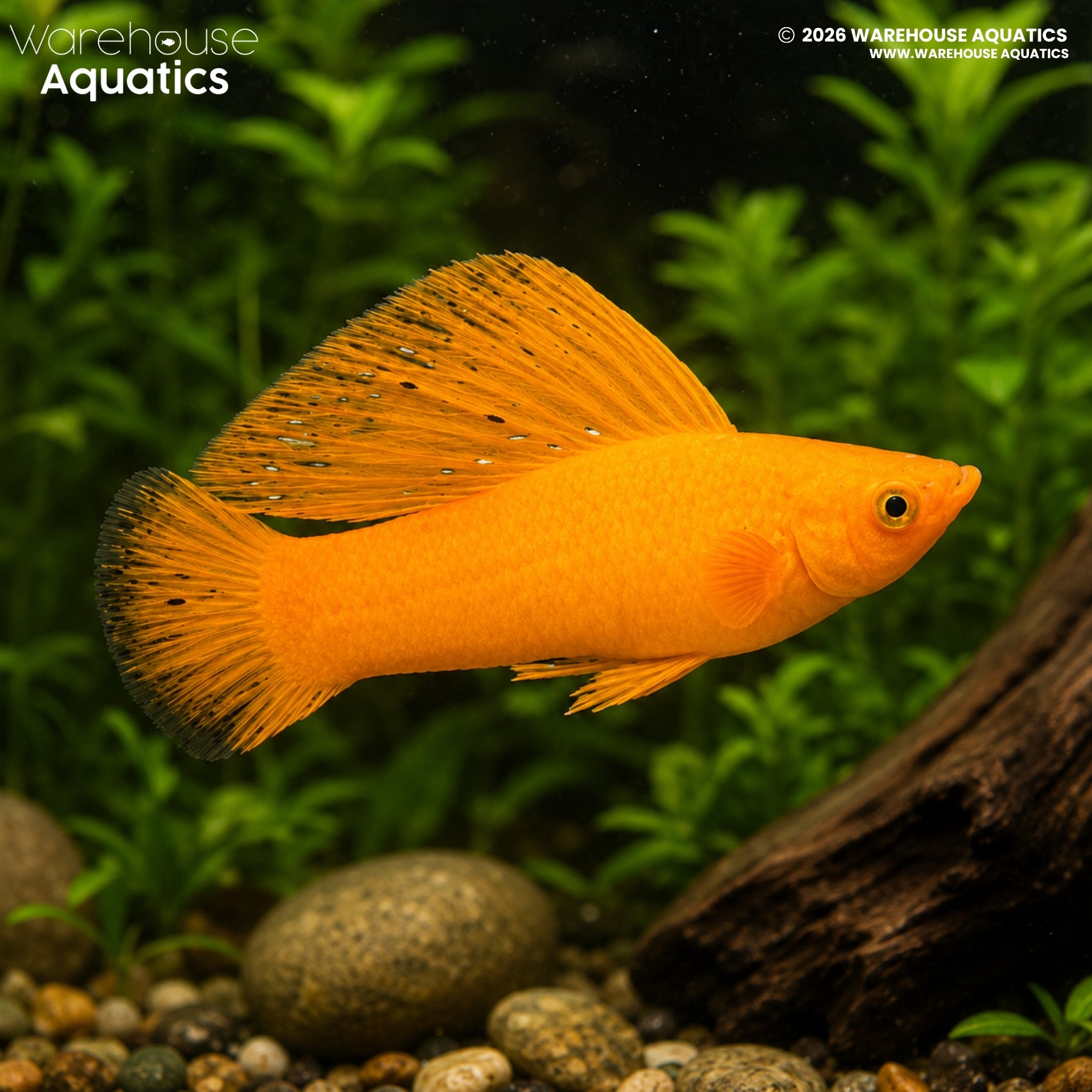 Orange Sailfin Molly (Poecilia latipinna)
