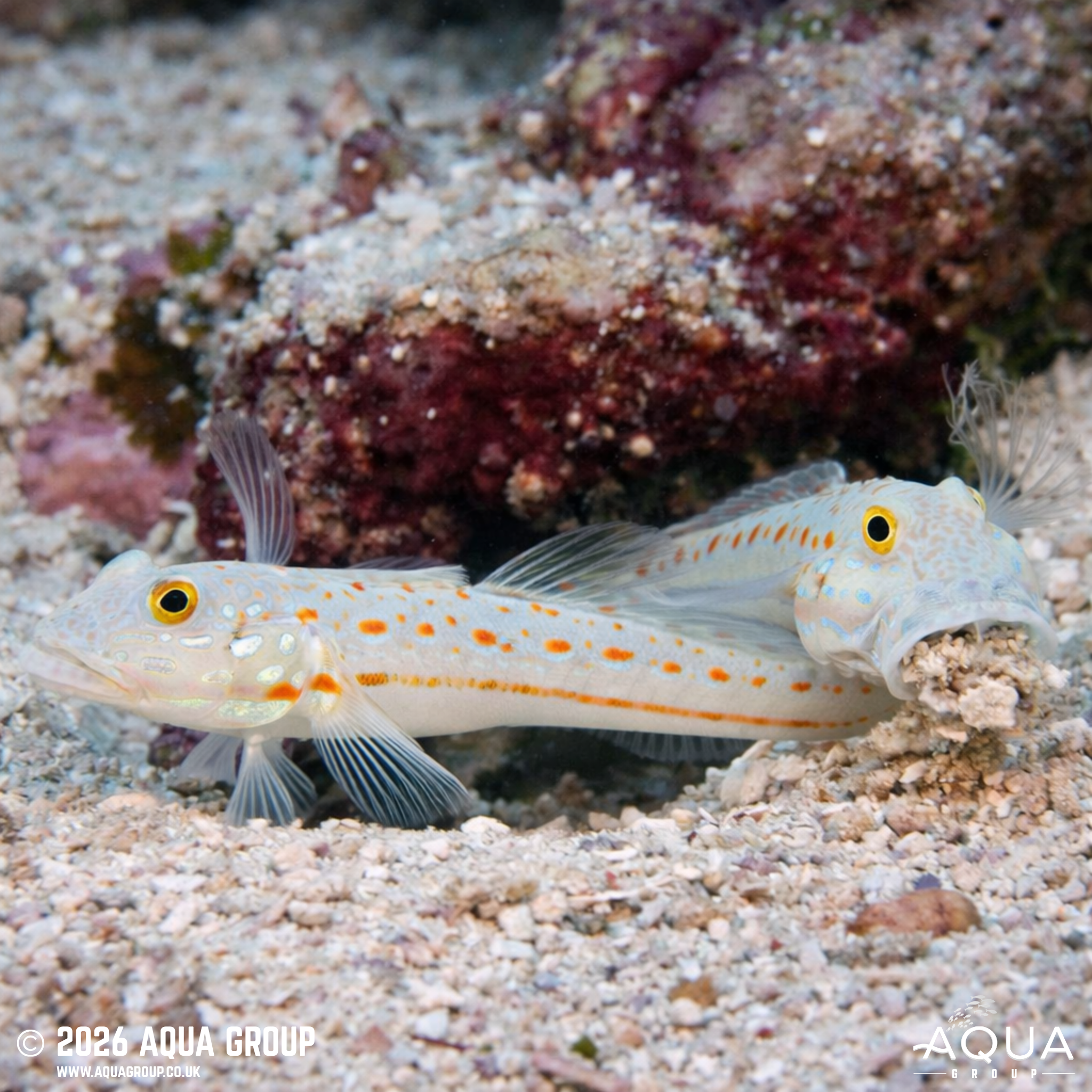 Orange Spot Goby (Valenciennea puellaris)