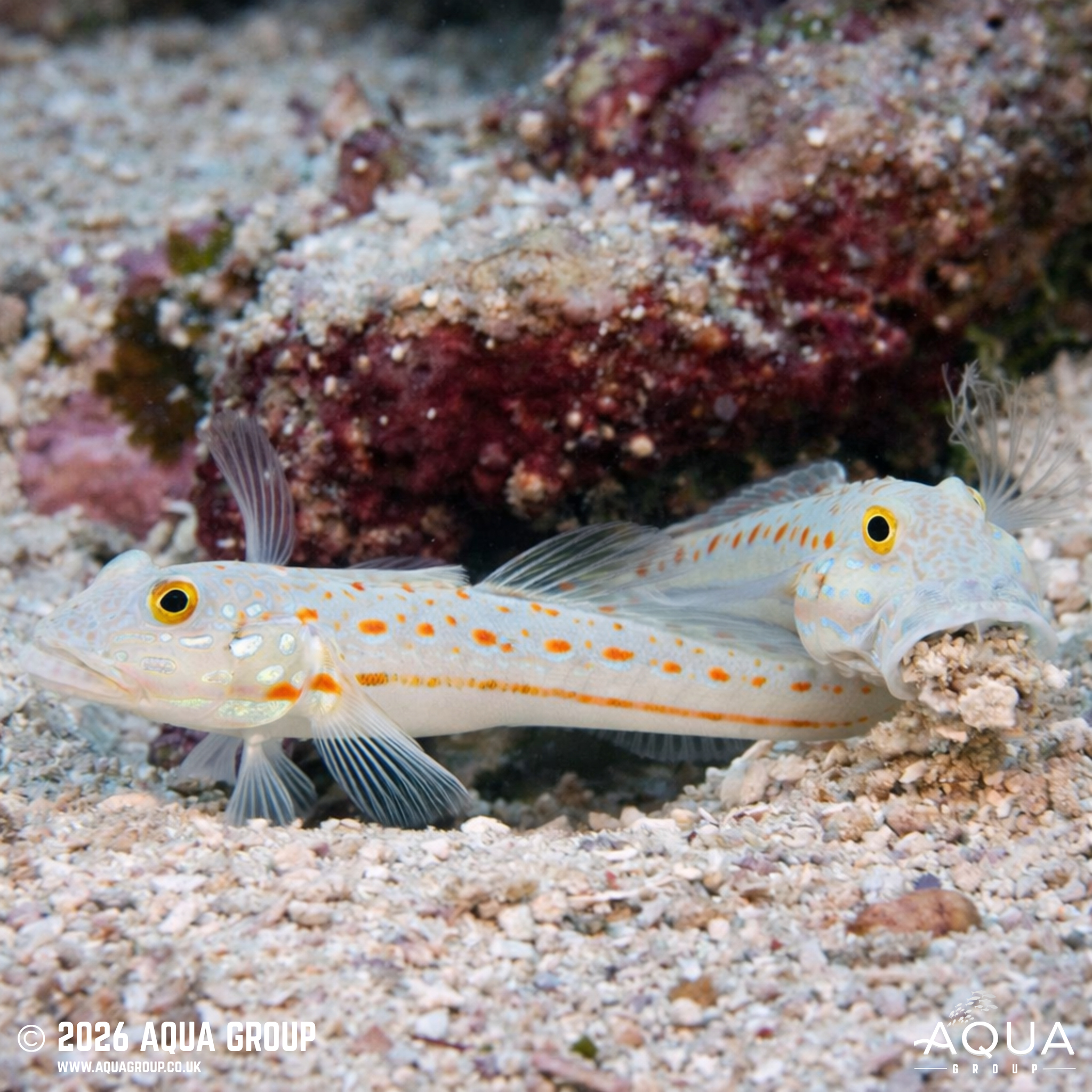 Orange Spot Goby (Valenciennea puellaris)
