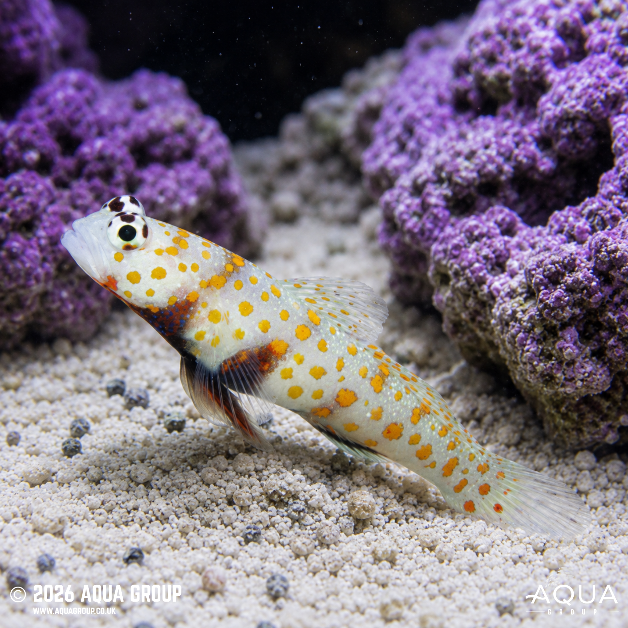 Orange Spotted Shrimp Goby (Amblyeleotris guttata)