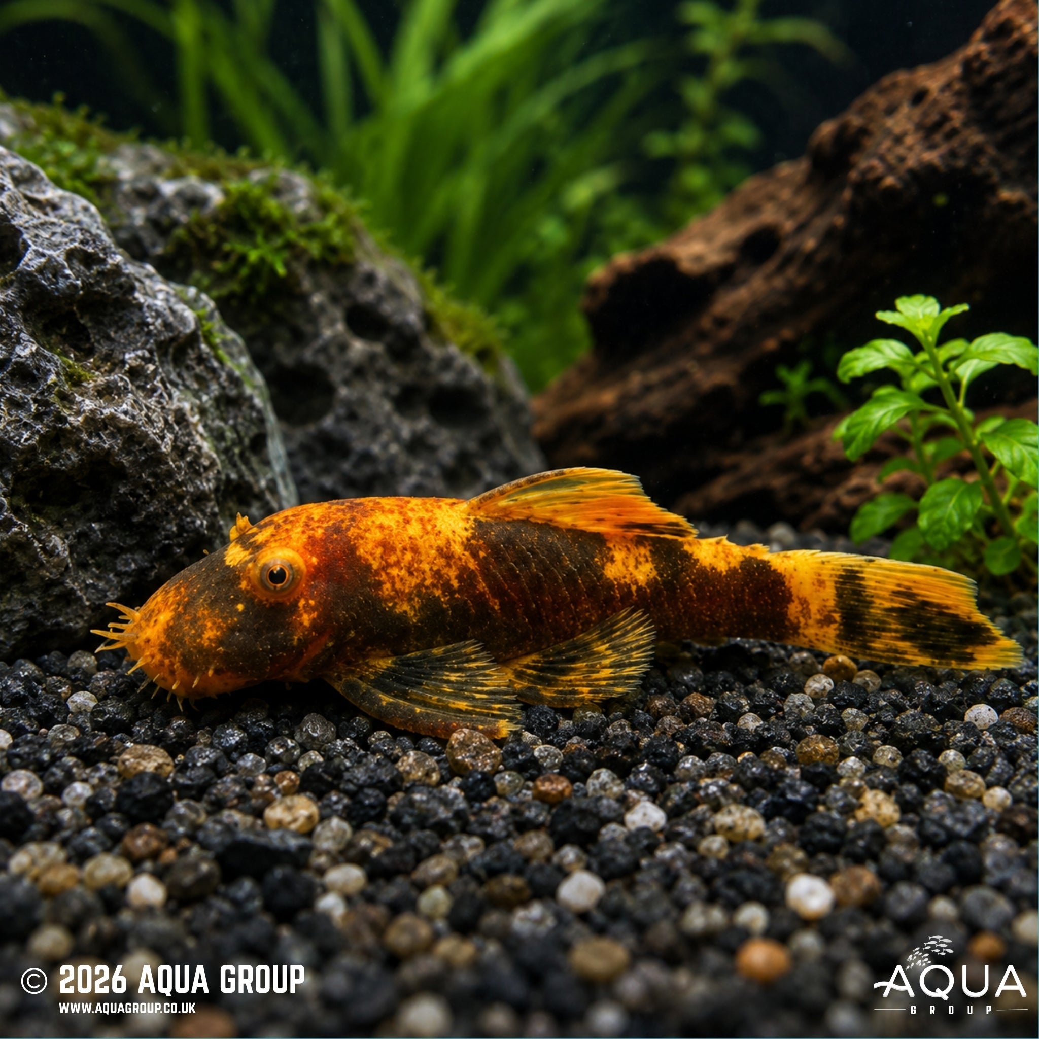 Orange and Black Marble Bristlenose (Ancistrus sp.)
