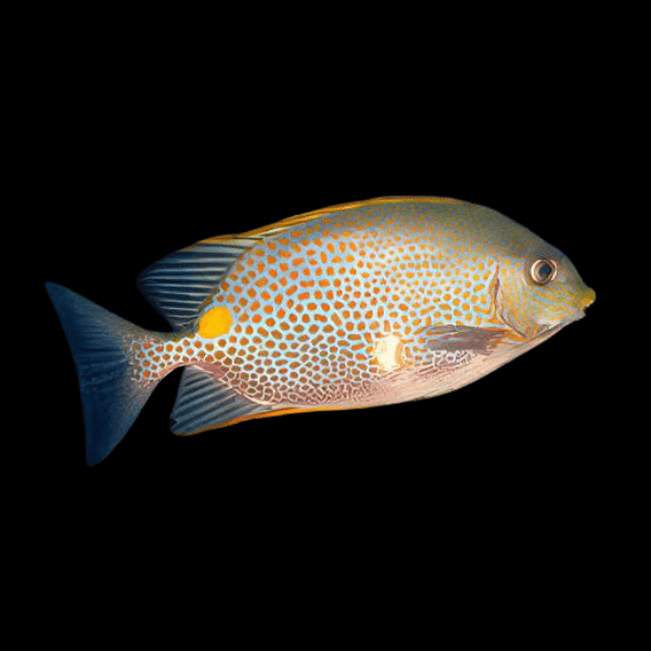 Orange Spotted Rabbit Fish Punctatus Pacific - Real Aquatics