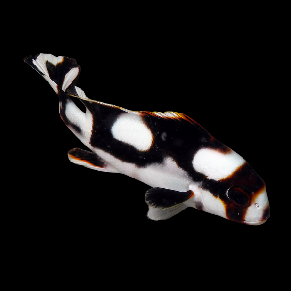 Oriental Sweetlips Plectorhinchus Orientalis - Real Aquatics