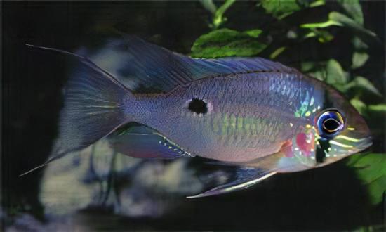 Orinoco Eartheater Cichlid Biotodoma Wavrini 5cm - Real Aquatics