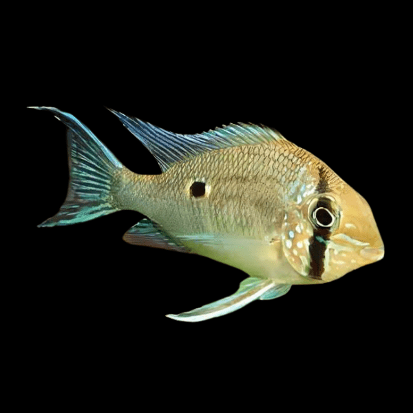 Orinoco Eartheater Cichlid Biotodoma Wavrini 5cm - Real Aquatics