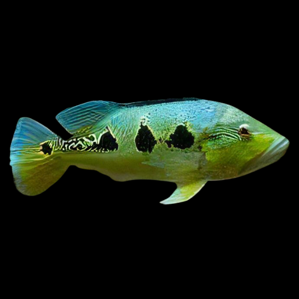 Orinico Peacock Bass - Real Aquatics