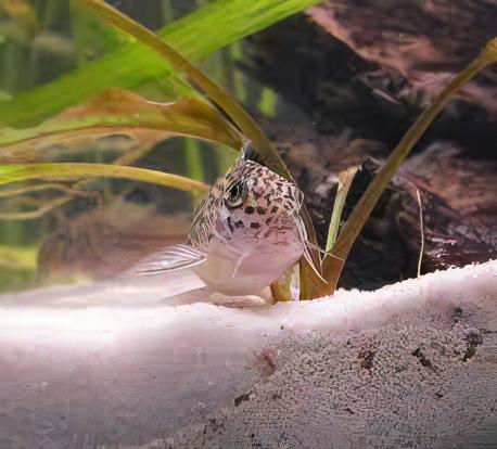 Ornate Corydoras Ornatus 4cm Catfish - Real Aquatics