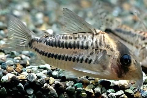 Ornate Corydoras Ornatus 4cm Catfish - Real Aquatics