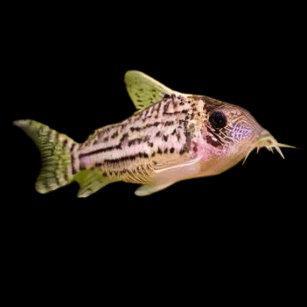 Ornate Corydoras Ornatus 4cm Catfish - Real Aquatics