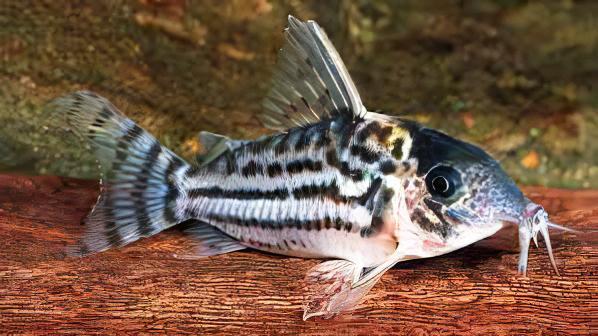 Ornate Corydoras Ornatus 4cm Catfish - Real Aquatics